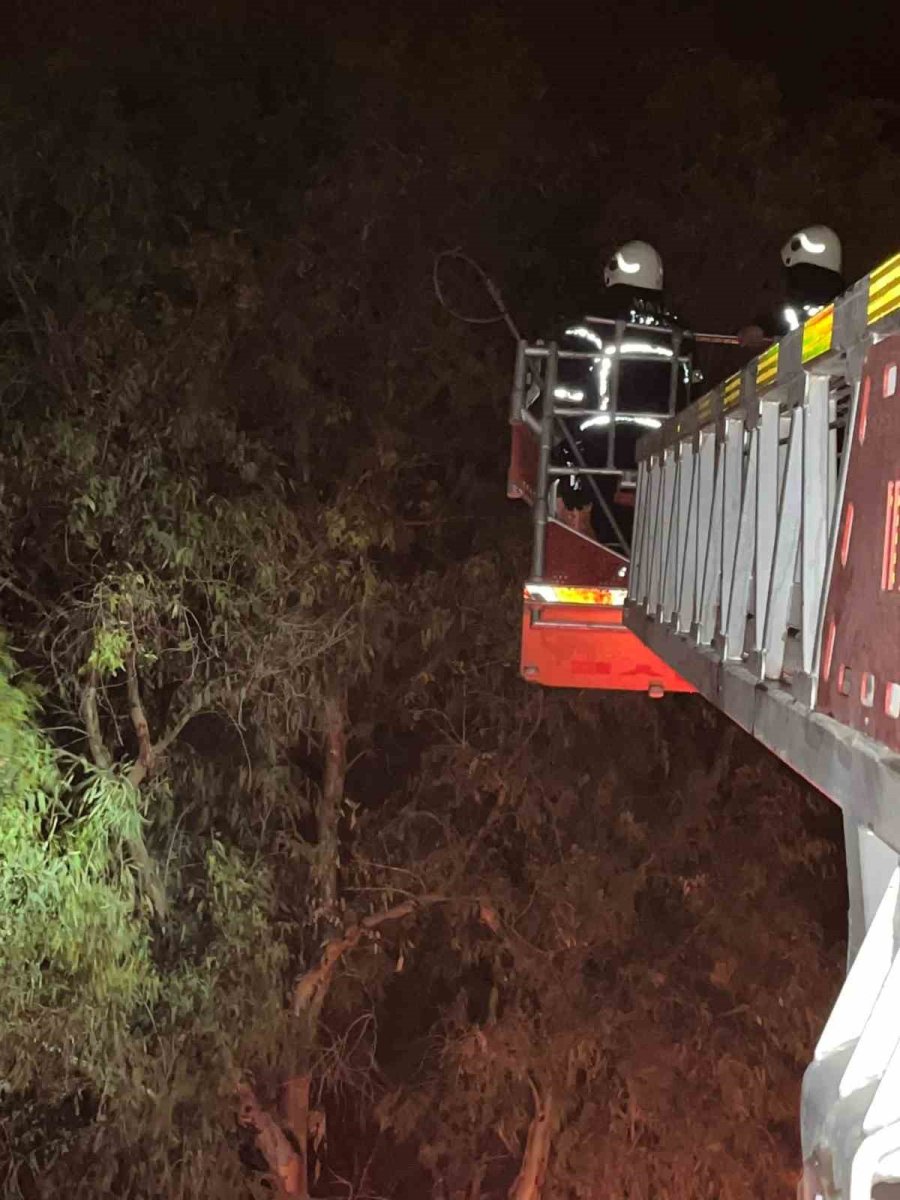 agacta-sikisan-kediyi-itfaiye-kurtardi