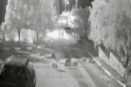 antalyada-domuz-surusu-gece-yarisi-koye-indi-o-anlar-kameraya-yansidi