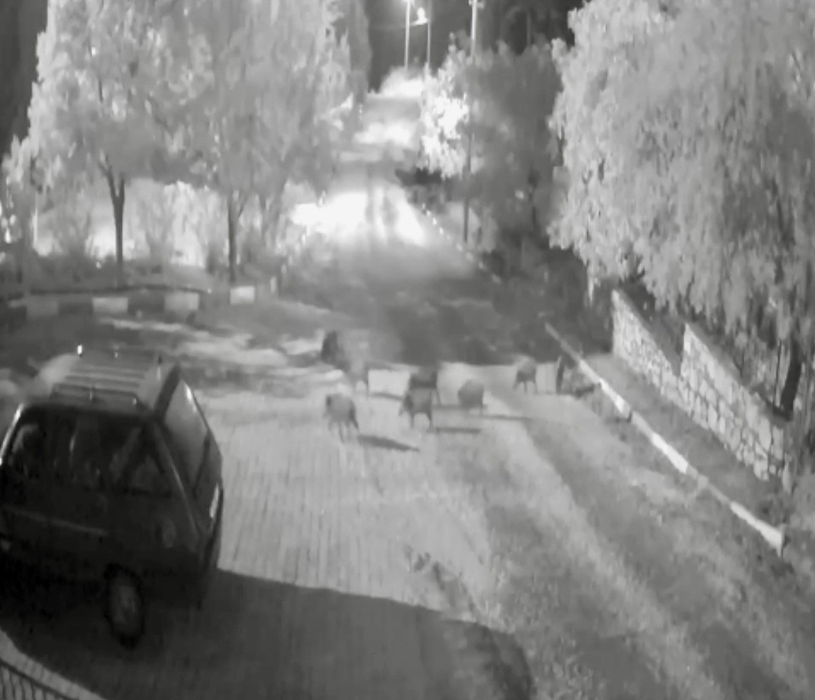 antalyada-domuz-surusu-gece-yarisi-koye-indi-o-anlar-kameraya-yansidi