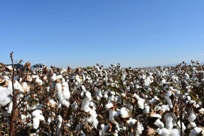 aydinda-pamuk-ureticilerine-uyari