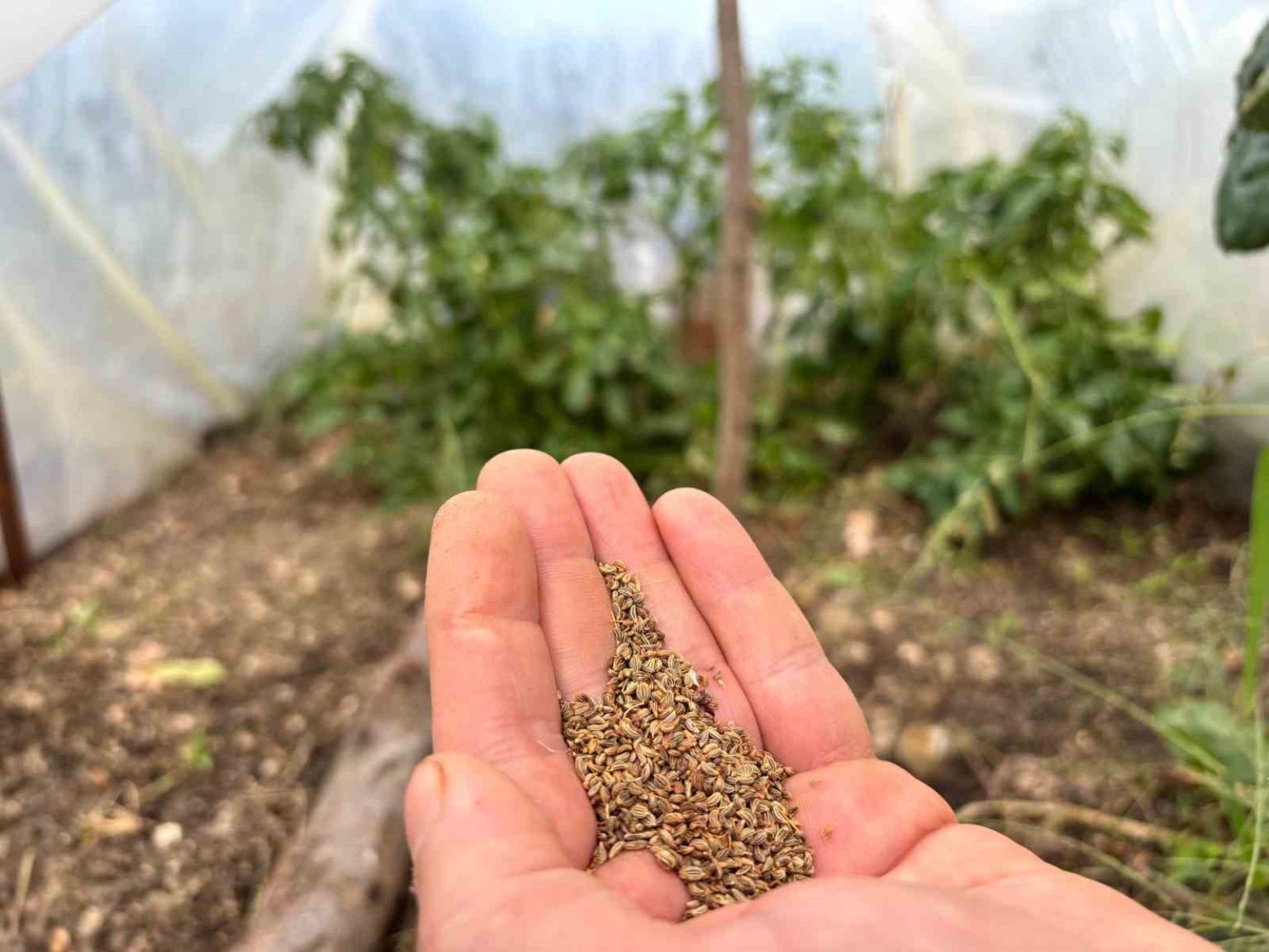 bir-balkonun-bereketi-ulkenin-umudu-oldu