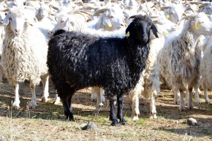 boluda-tiftik-kecisine-3-milyon-liralik-destek