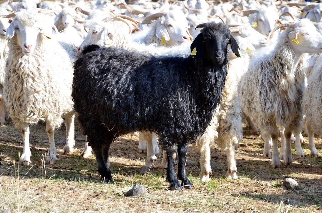 boluda-tiftik-kecisine-3-milyon-liralik-destek