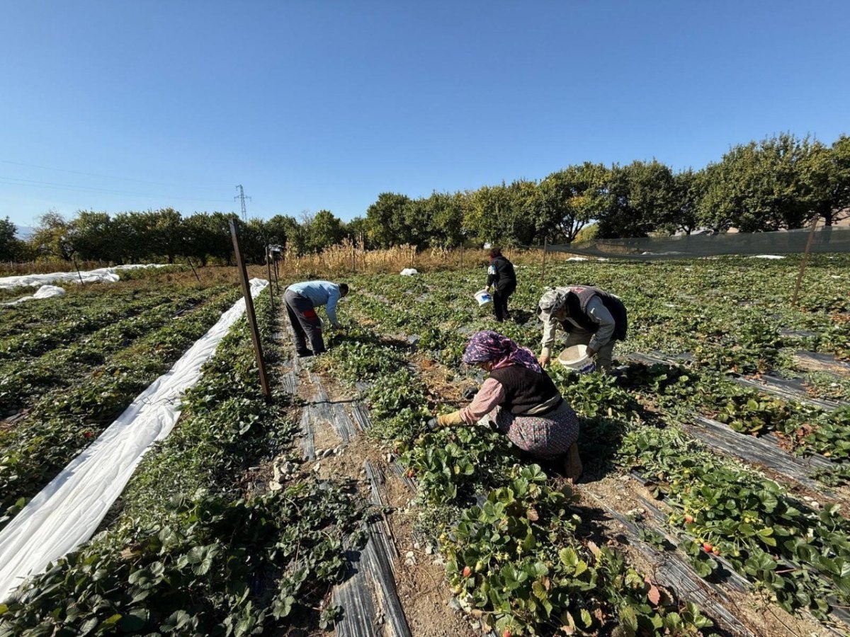 erzincanda-cilek-uretimi-yayginlasiyor