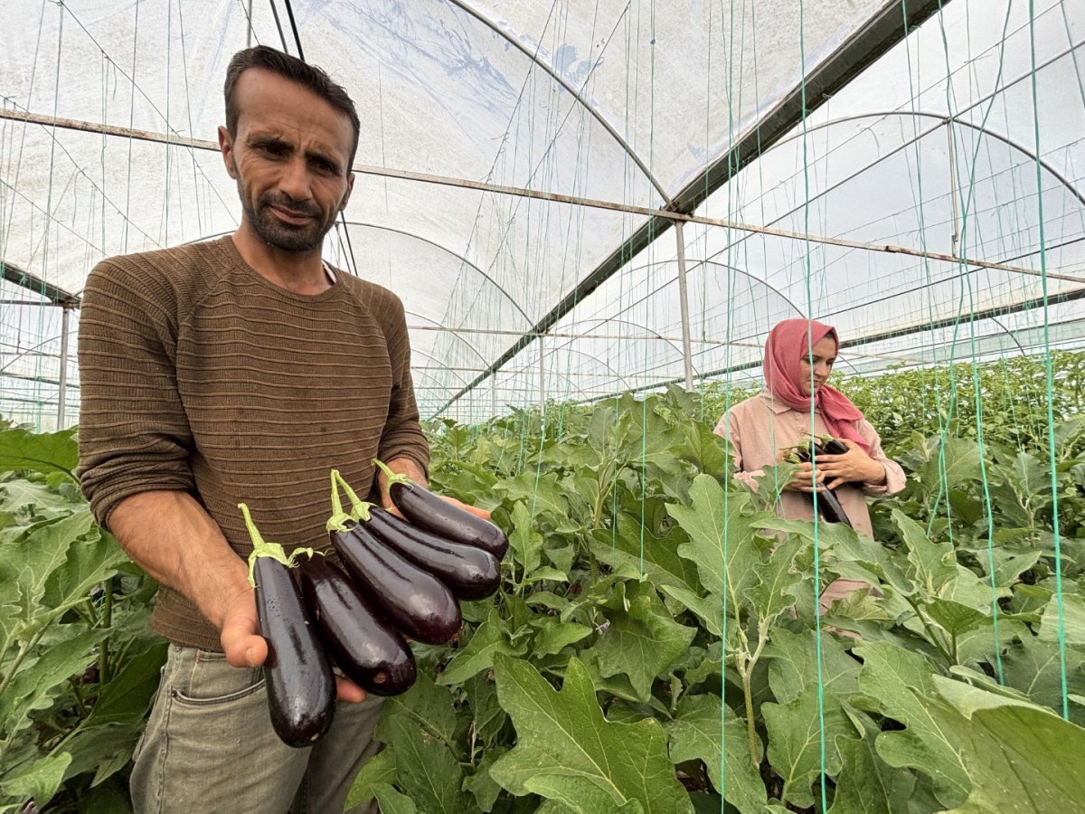 eyyubiye-sera-kentte-yuzlerce-sus-bitkisi-ve-sebze-yetistiriliyor