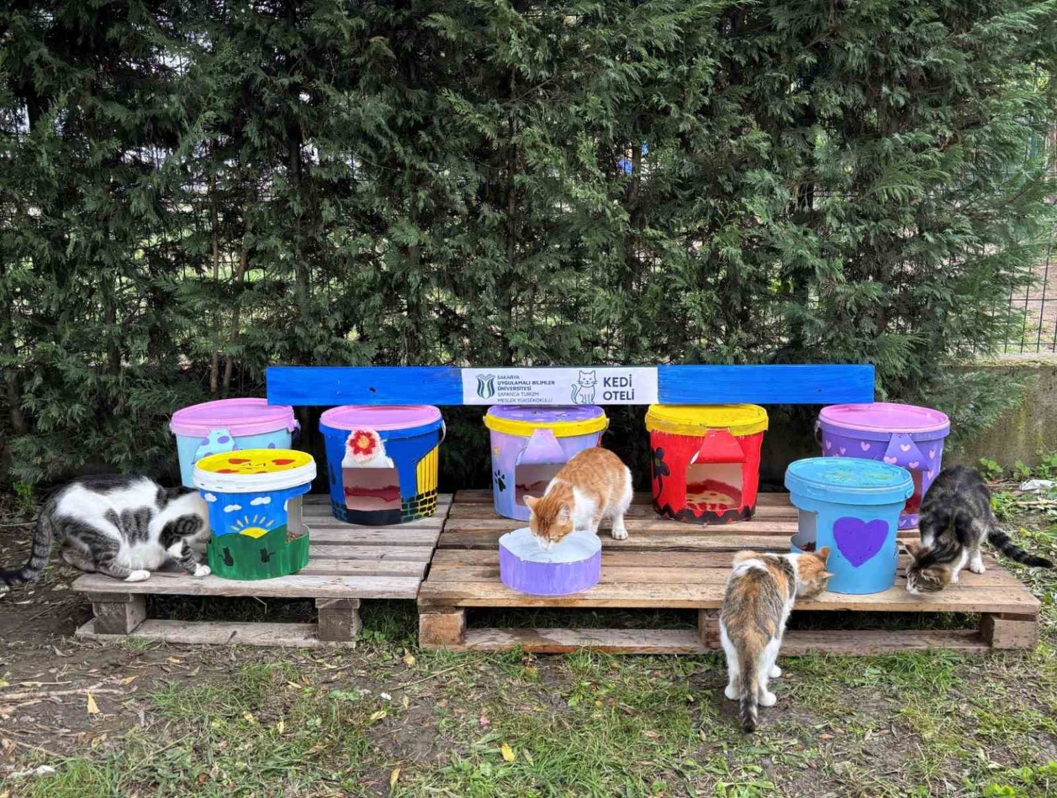 geri-donusturulen-kovalar-kedi-oteline-donustu