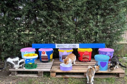 geri-donusturulen-kovalar-kedi-oteline-donustu