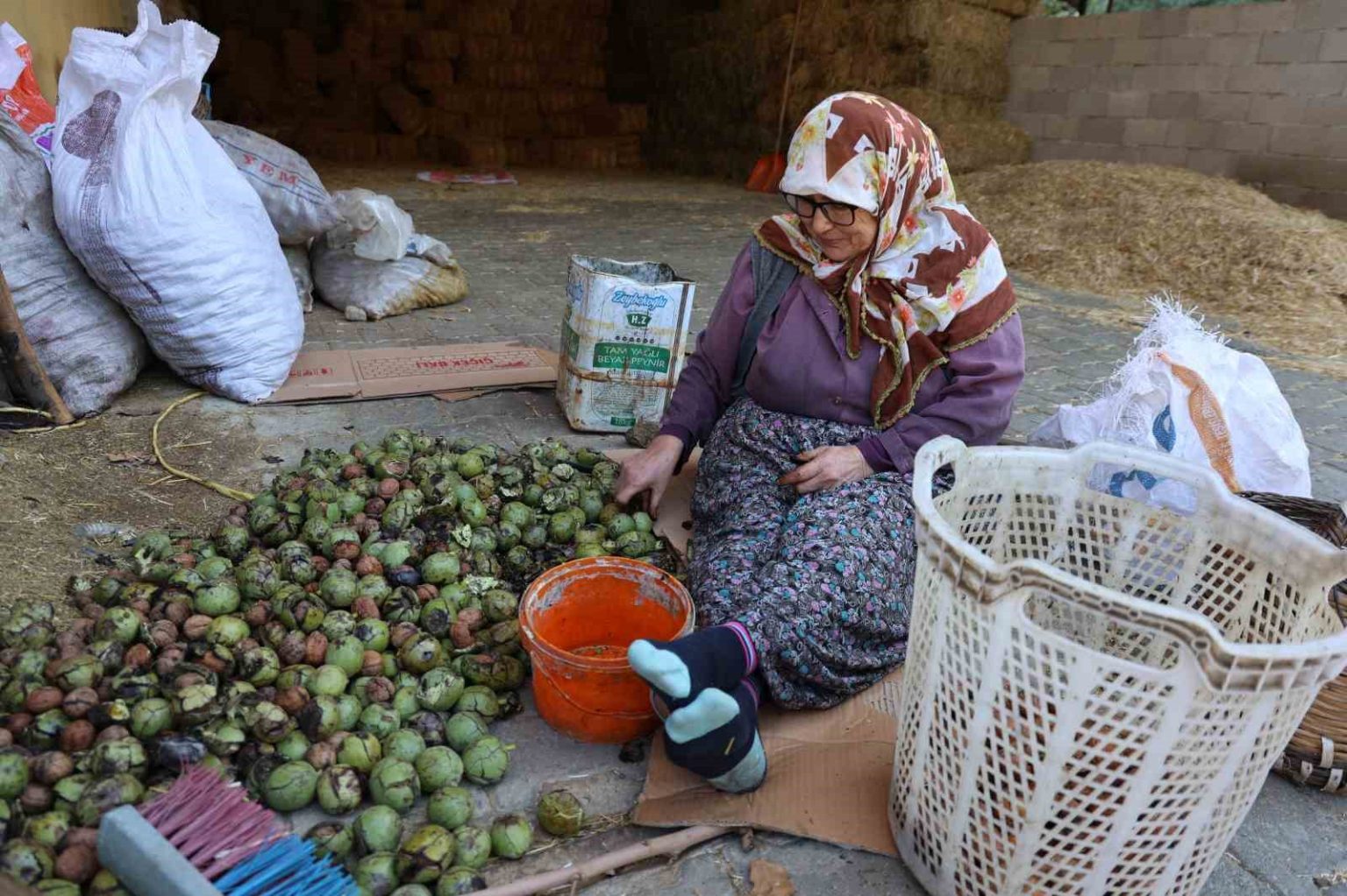 hasadi-yapilan-cevizler-satisa-hazirlaniyor