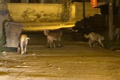 kagizmanda-sokak-kopekleri-tehlike-saciyor-vatandaslar-ve-veliler-tedirgin