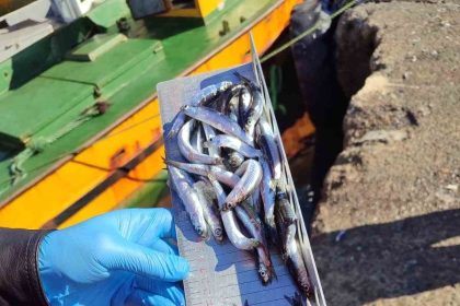 karadeniz-ereglide-balikcilik-denetimlerinde-153-tekneye-e-seyir-onayi-verildi