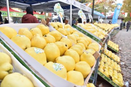 kartepede-esme-ayva-festivali-duzenlenecek