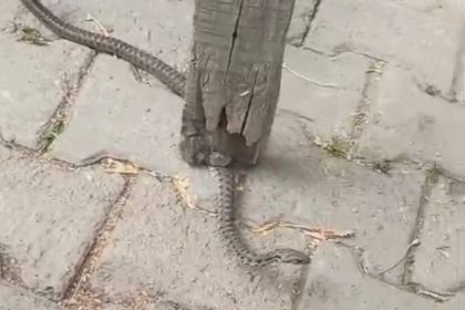 mahallelinin-korkulu-ruyasi-olan-yilan-3-gunluk-nobet-sonrasi-yakalandi