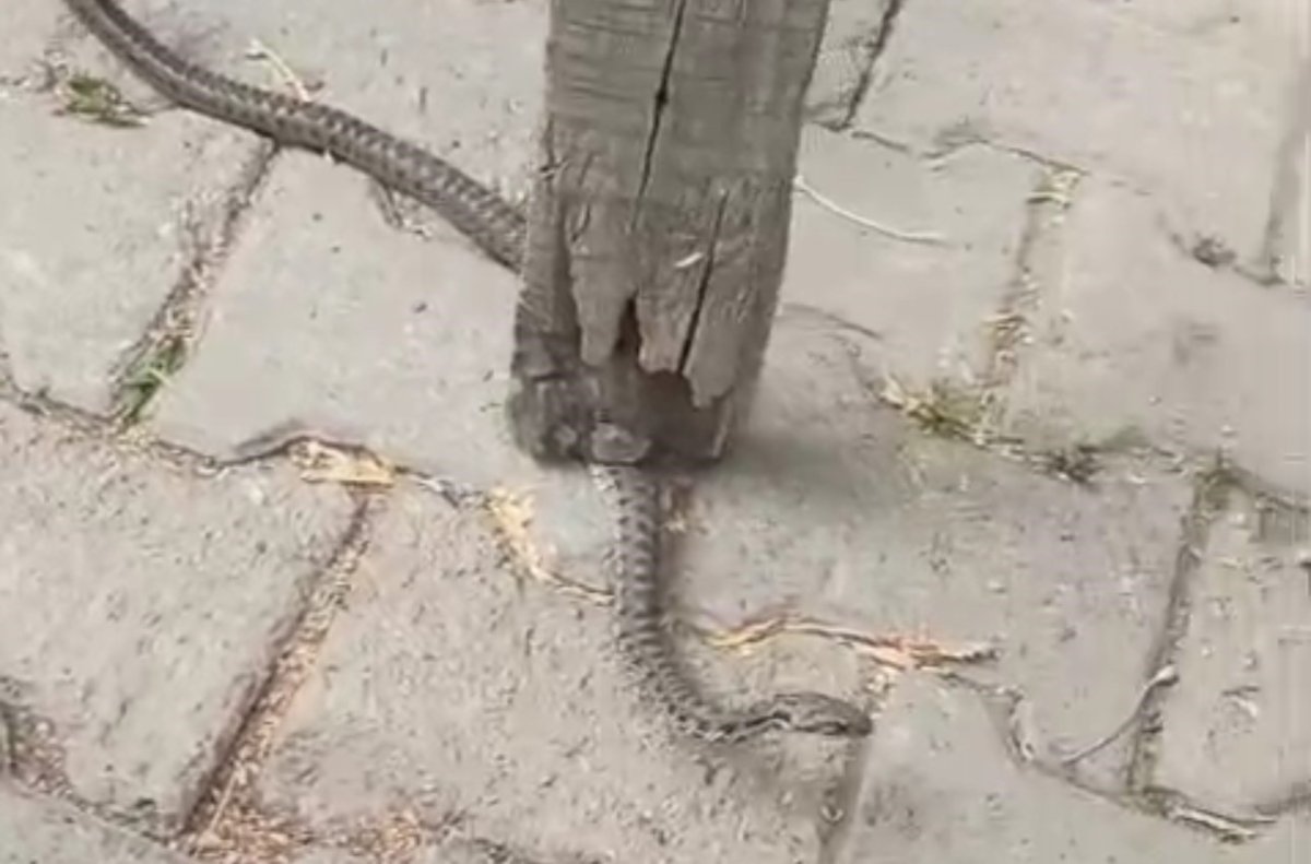 mahallelinin-korkulu-ruyasi-olan-yilan-3-gunluk-nobet-sonrasi-yakalandi