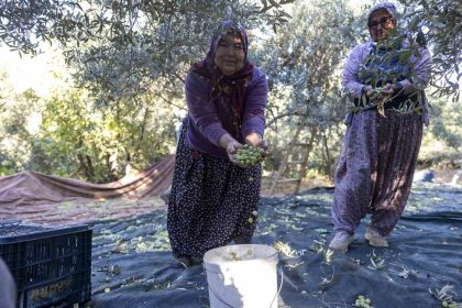 mersindeki-fidan-destekleri-meyvesini-veriyor