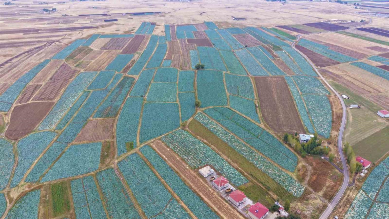 mus-ovasinda-lahana-hasadi-basladi-150-milyon-liralik-katki-bekleniyor