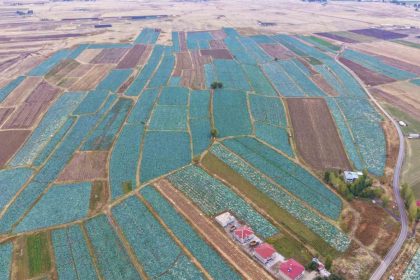 mus-ovasinda-lahana-hasadi-basladi-150-milyon-liralik-katki-bekleniyor