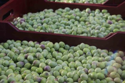 sabah-fethiyede-zeytin-hasadi-basladi