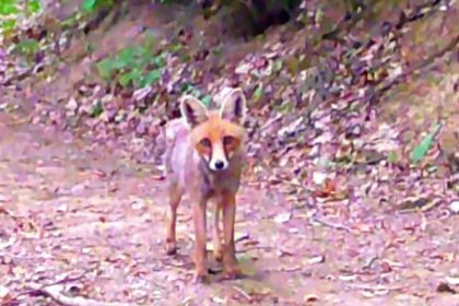 samsunlu-iki-doga-tutkunu-fotokapanla-yaban-hayati-kayit-altina-aliyor