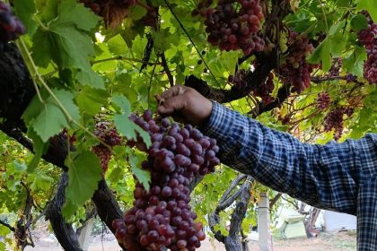 sarigollu-ureticiden-1-kilo-740-gramlik-uzum-salkimi