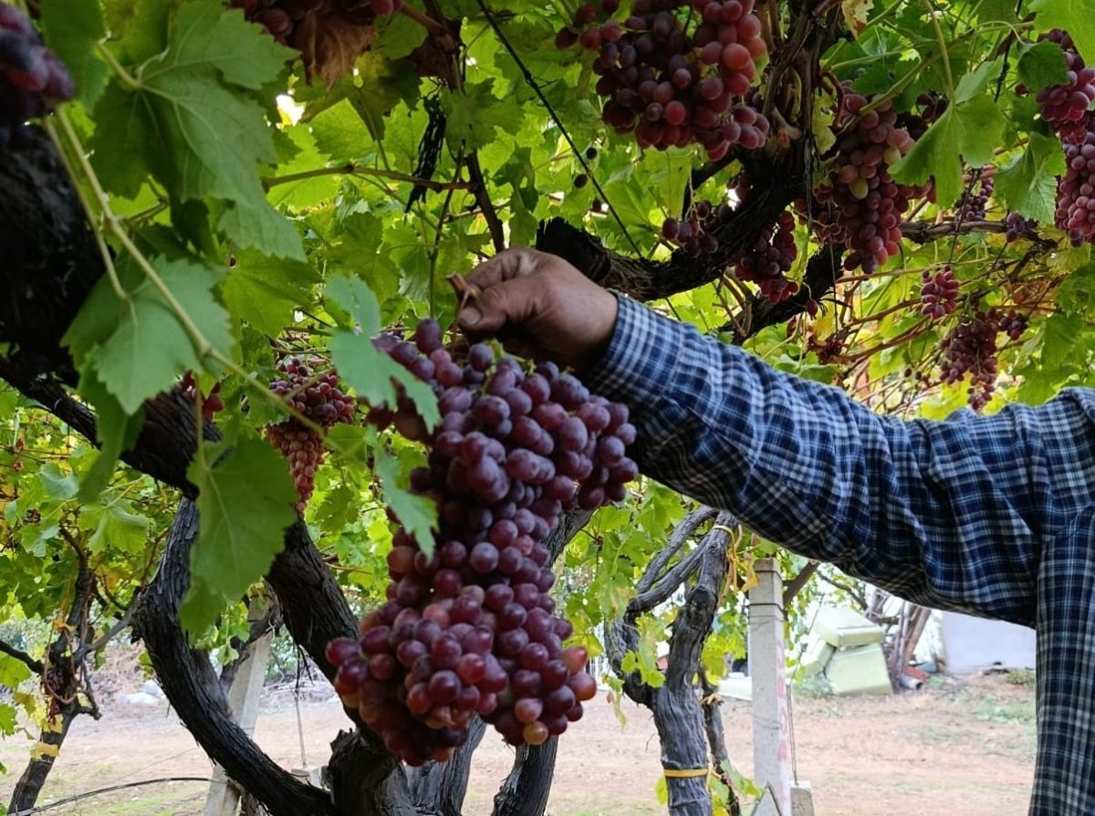 sarigollu-ureticiden-1-kilo-740-gramlik-uzum-salkimi