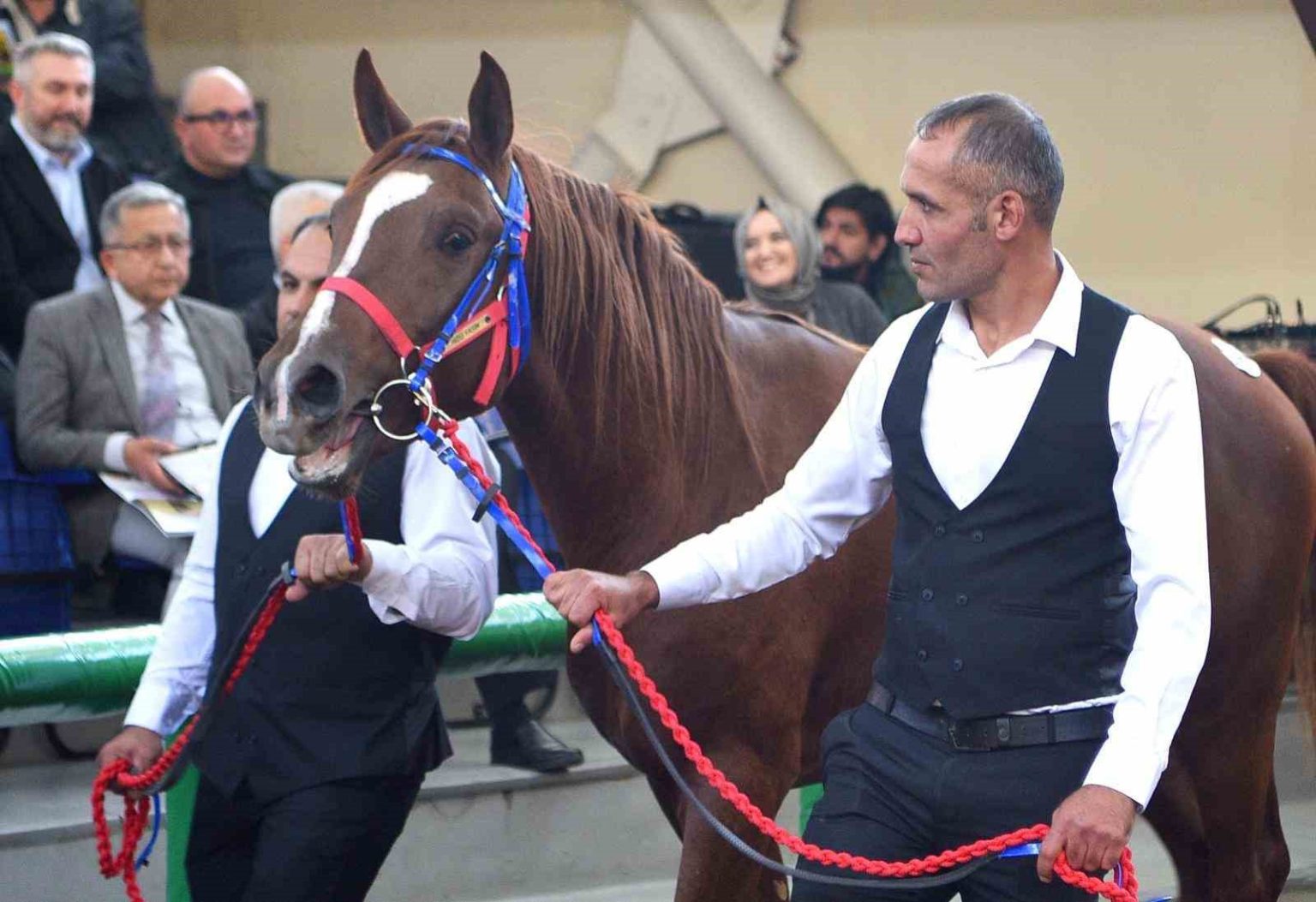 sultansuyunun-sampiyon-taylari-veliefendide-rekor-fiyatlara-satildi