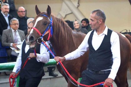 sultansuyunun-sampiyon-taylari-veliefendide-rekor-fiyatlara-satildi