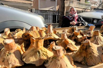 tavsanli-pazarinda-mantar-mesaisi