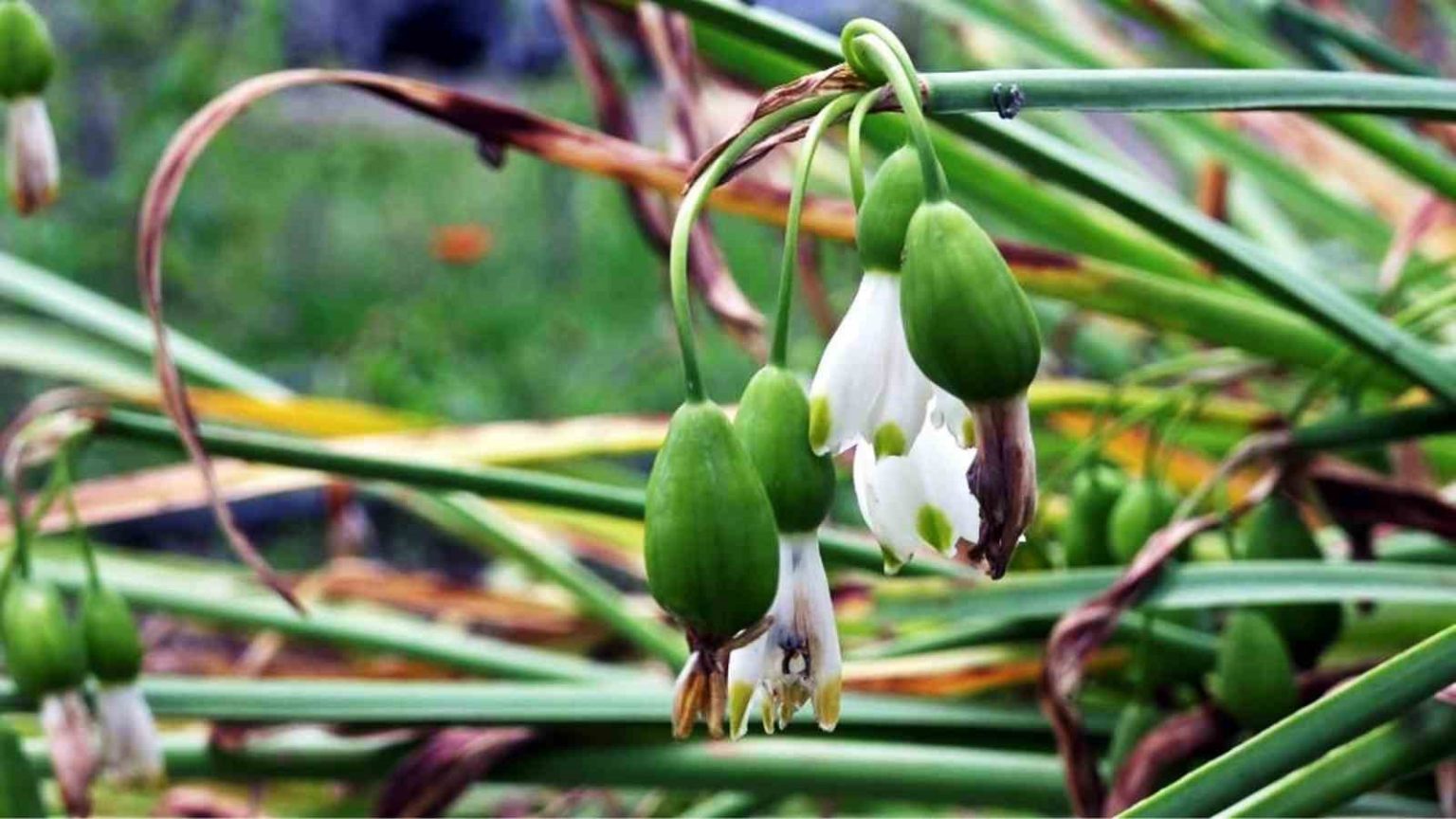 tibbi-ve-aromatik-bitki-uretiminden-12-milyon-tl-gelir