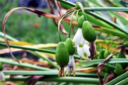 tibbi-ve-aromatik-bitki-uretiminden-12-milyon-tl-gelir