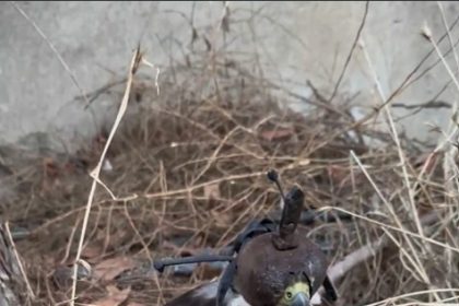 yurt-disina-kus-kacirma-hazirliginda-olan-2-kisiye-1-milyon-524-bin-lira-ceza