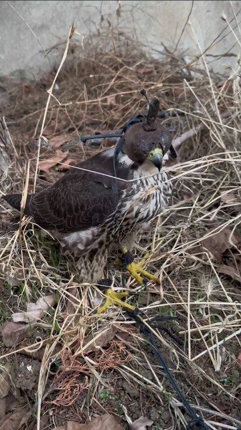 yurt-disina-kus-kacirma-hazirliginda-olan-2-kisiye-1-milyon-524-bin-lira-ceza