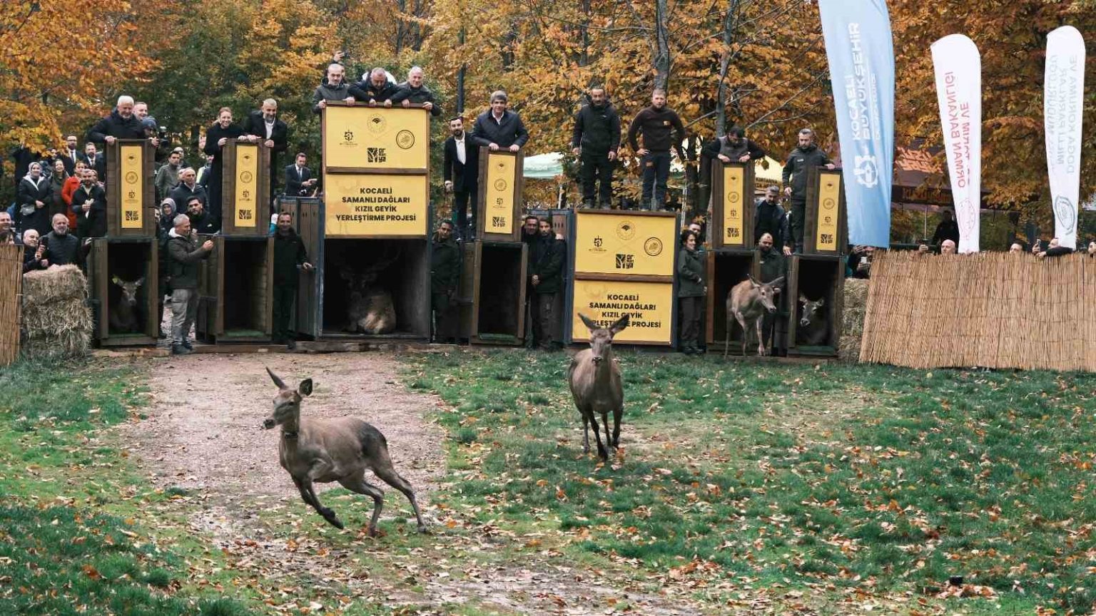 7-kizil-geyik-dogaya-salindi-gps-ile-adim-adim-takip-edilecek