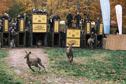 7-kizil-geyik-dogaya-salindi-gps-ile-adim-adim-takip-edilecek