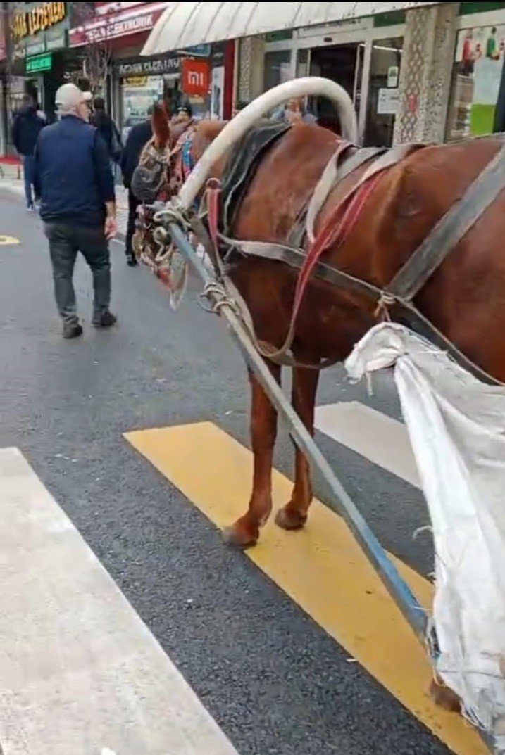 at-arabasina-993-lira-hatali-park-cezasi