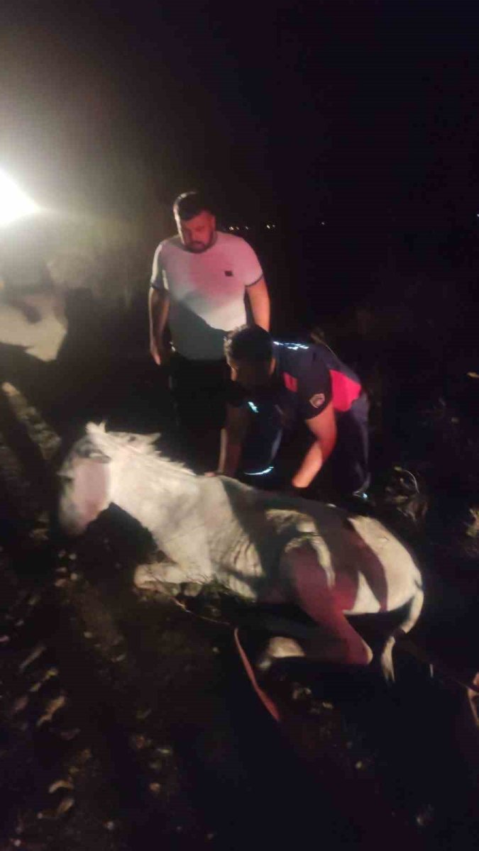 balciga-saplanan-esek-vincle-kurtarildi