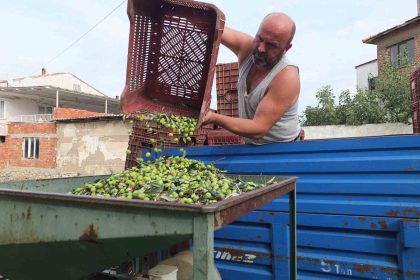 balikesirde-elekler-kuruldu-yesil-zeytin-hasadi-basladi
