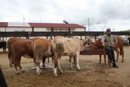 bayburtta-canli-hayvan-pazari-yeniden-hizmete-acildi