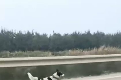 bursada-yagmura-aldiris-etmeden-kosan-kopek-yurekleri-burktu