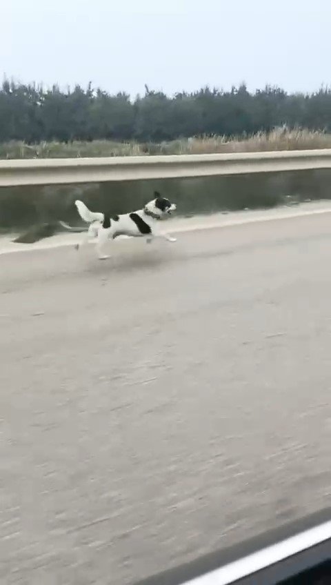 bursada-yagmura-aldiris-etmeden-kosan-kopek-yurekleri-burktu