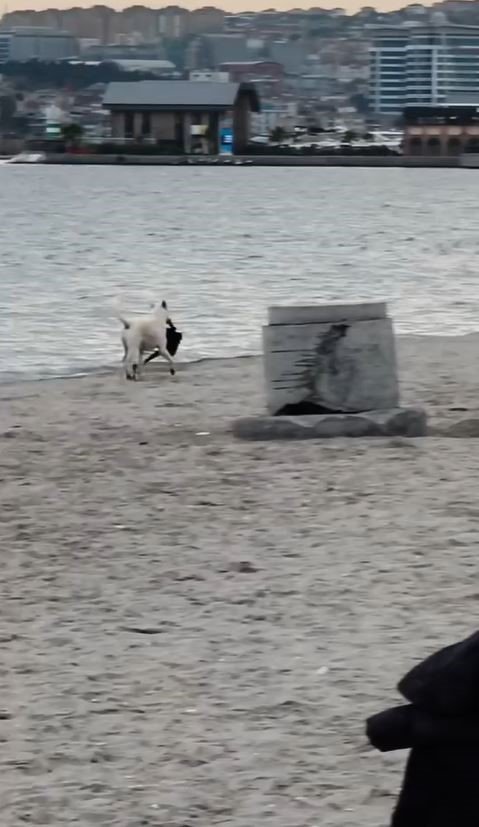 buyukcekmecede-kapkacci-kopek-kameraya-yansidi