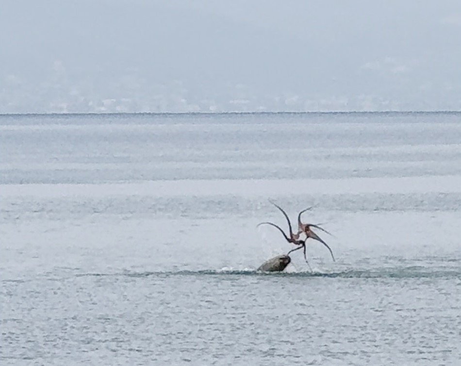 cesme-sahilinde-fokun-ahtapot-avi