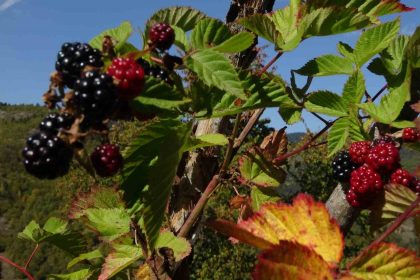 doganin-sifasini-organik-uretimle-bulusturdu