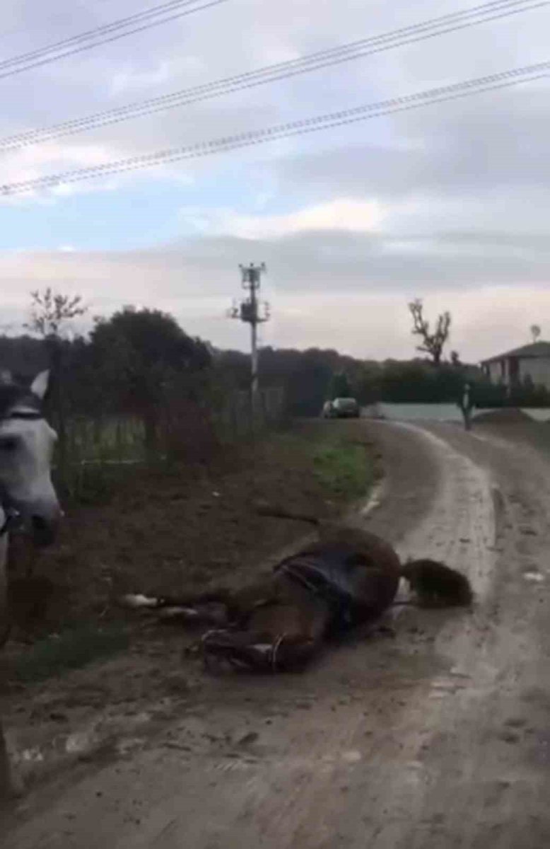 elektrik-akimina-kapilan-at-telef-oldu