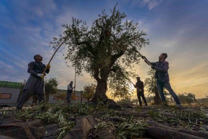 gaziantep-ve-bolgede-zeytin-hasadi-basladi