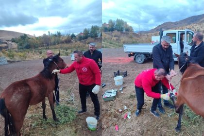 hakkaride-ayagi-kirik-at-kurtarildi