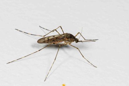 izlandada-hava-sicakliklari-artti-ilk-kez-sivrisinek-goruldu