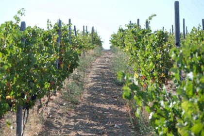 kirklarelinde-zirai-dondan-etkilenen-ureticilere-destek-odemesi