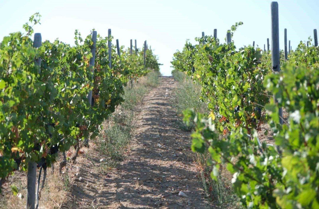 kirklarelinde-zirai-dondan-etkilenen-ureticilere-destek-odemesi