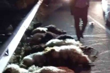 otomobil-suruye-carpti-onlarca-koyun-telef-oldu