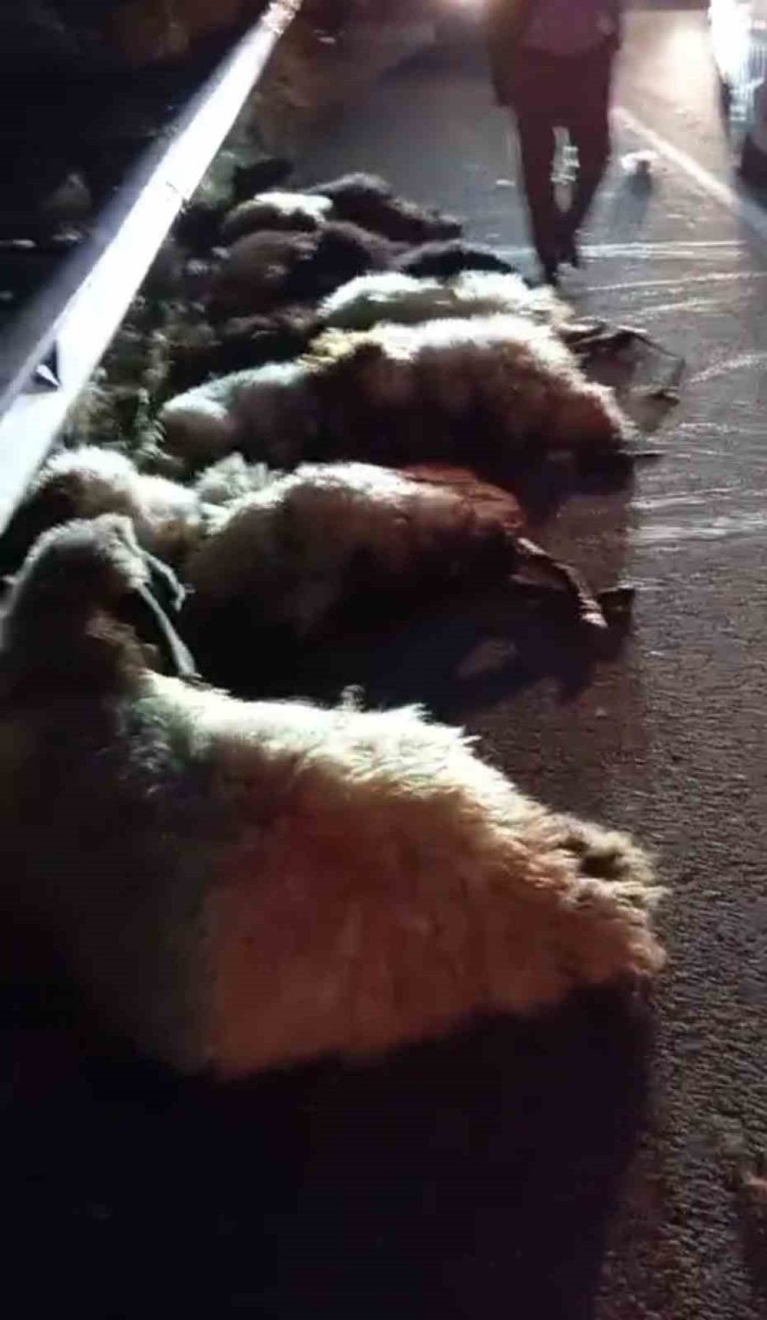 otomobil-suruye-carpti-onlarca-koyun-telef-oldu